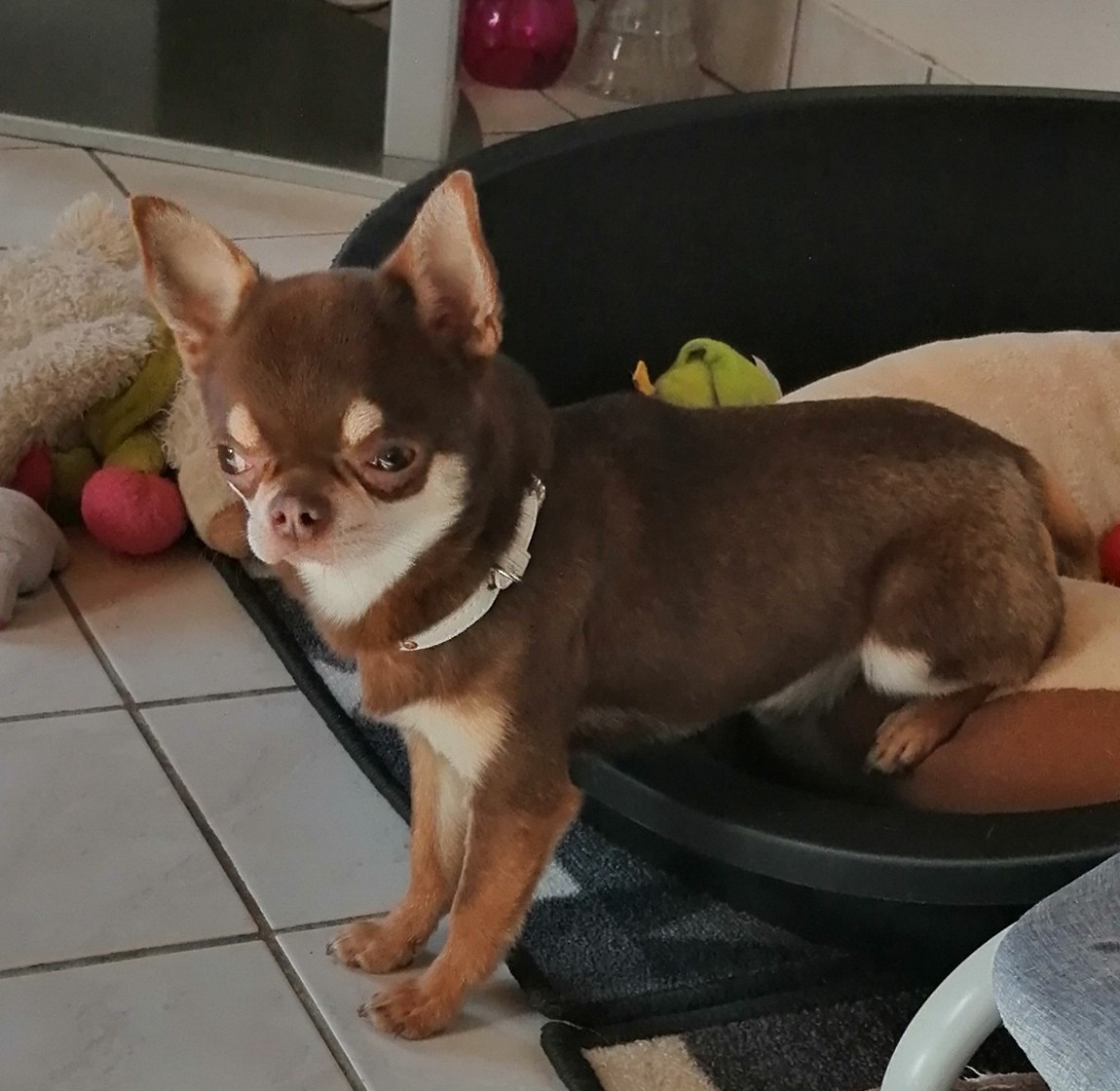 Shoko Des Pattounes Douces