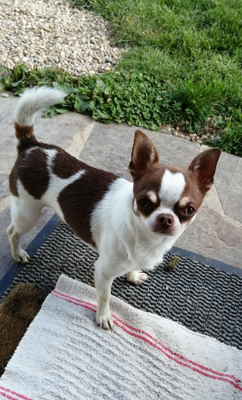 Opium Du Temps Des Amazones