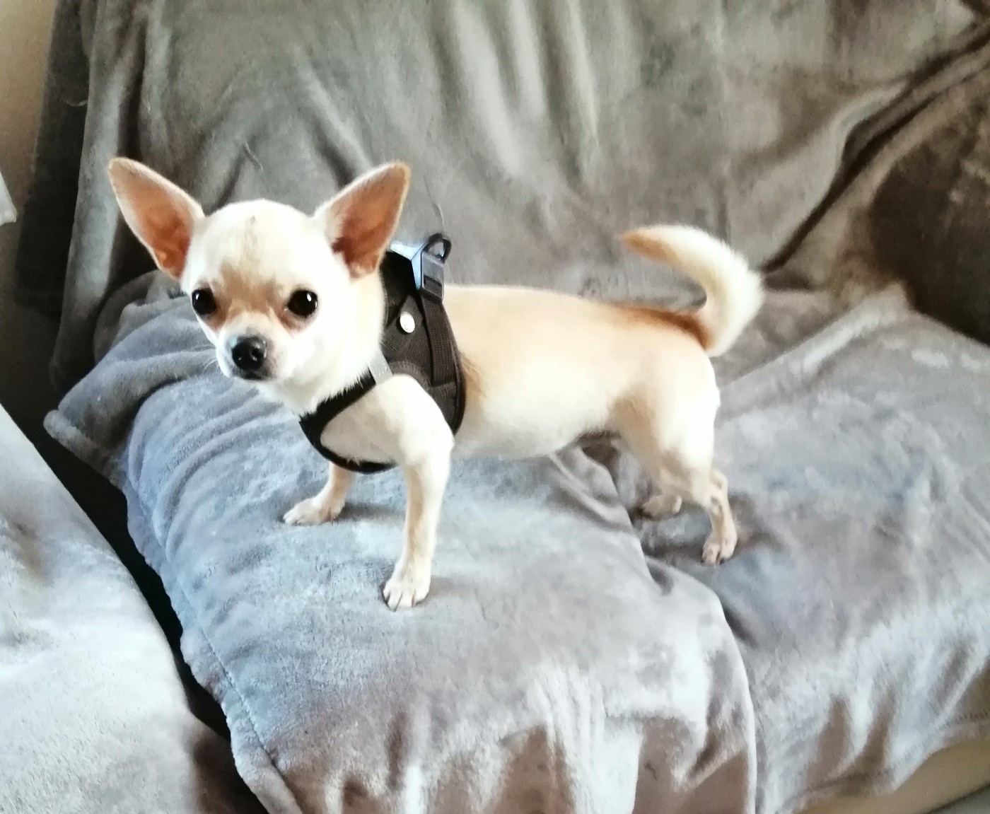 Vanilla Du Moulin Des Petits Gringos