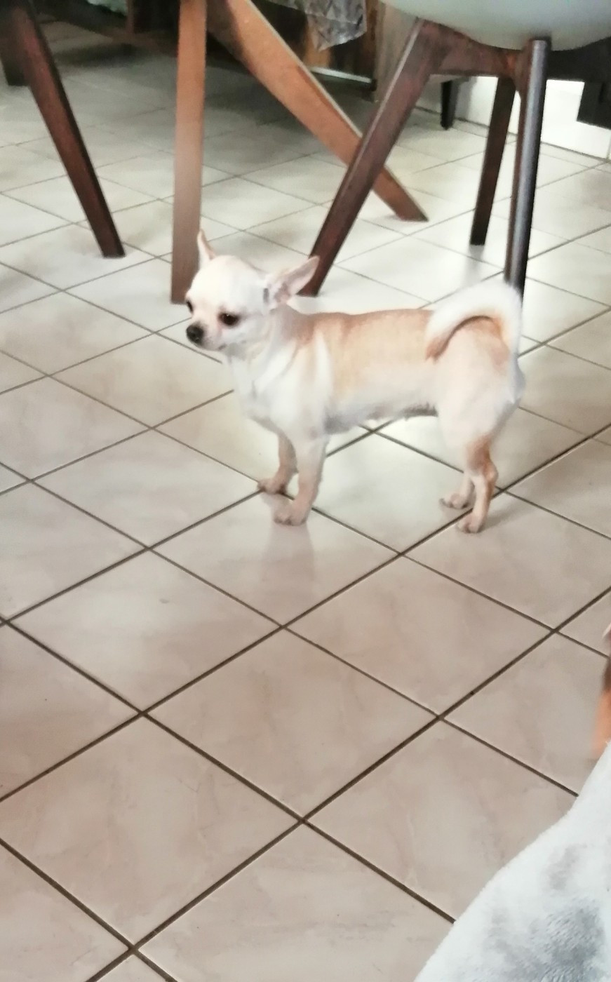 Vanilla Du Moulin Des Petits Gringos