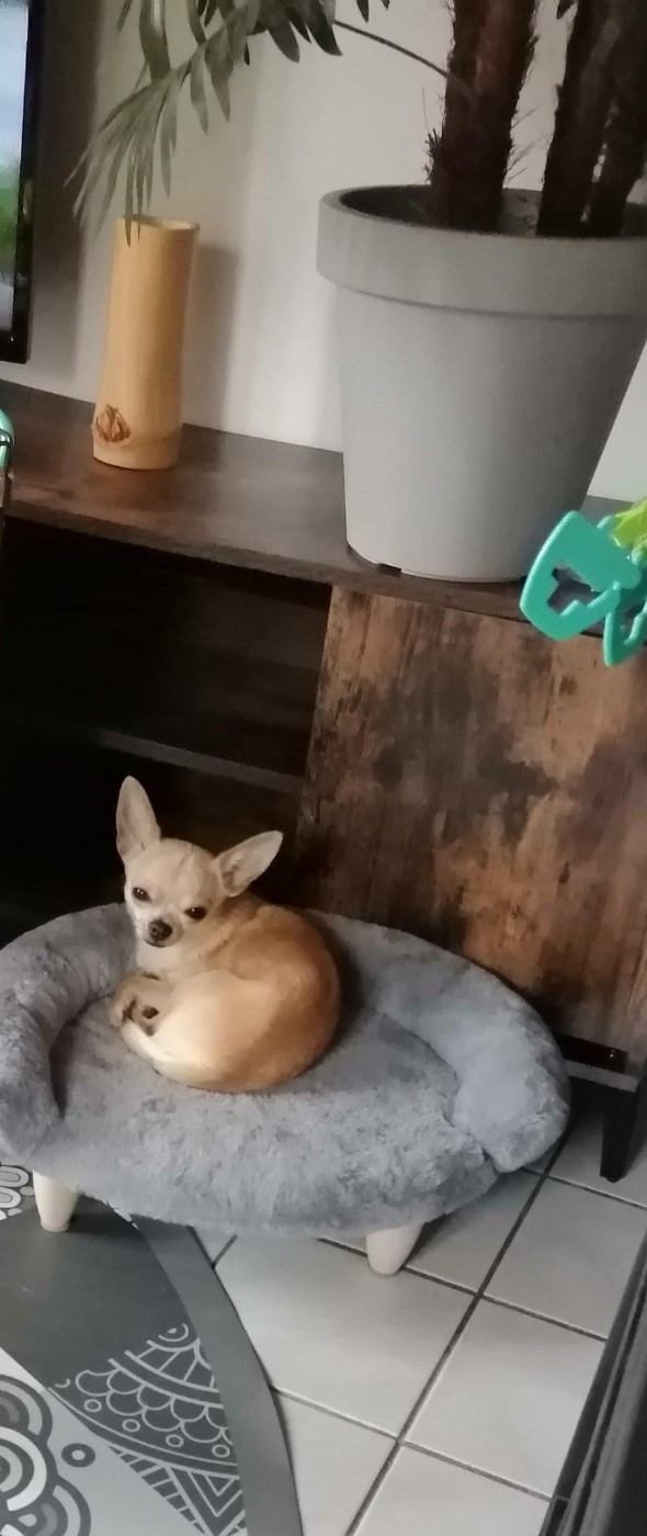 Vahinee Du Moulin Des Petits Gringos