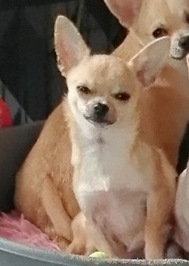 Vahinee Du Moulin Des Petits Gringos