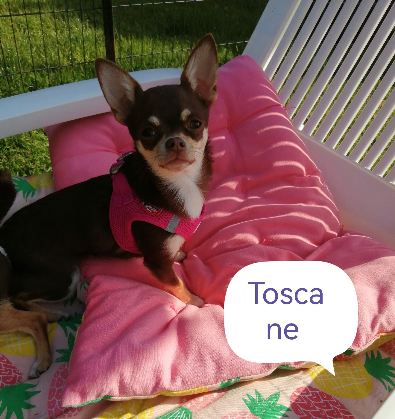 Toscane Du Moulin Des Petits Gringos