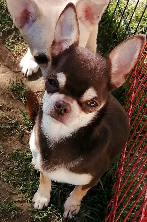 Topaz Du Moulin Des Petits Gringos