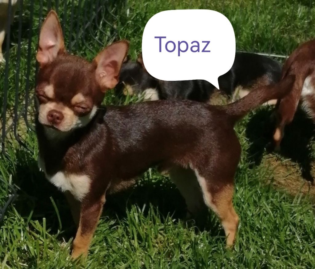 Topaz Du Moulin Des Petits Gringos