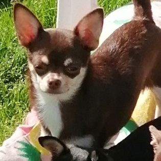 Toscane Du Moulin Des Petits Gringos