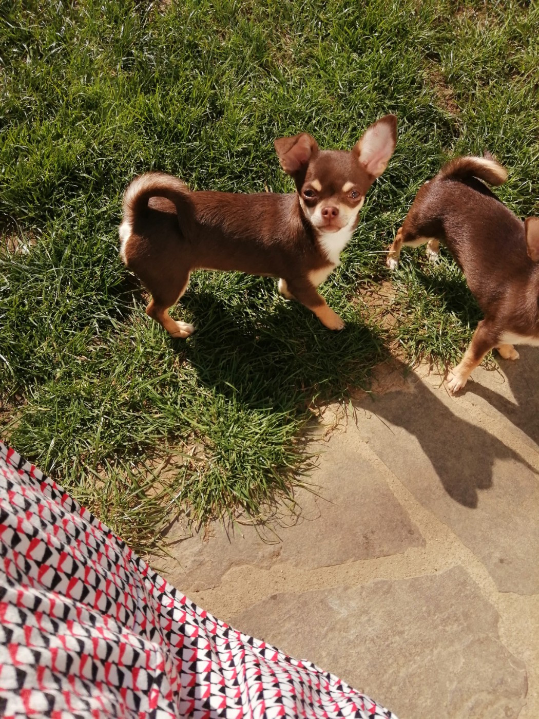 ADELIA Du Moulin Des Petits Gringos