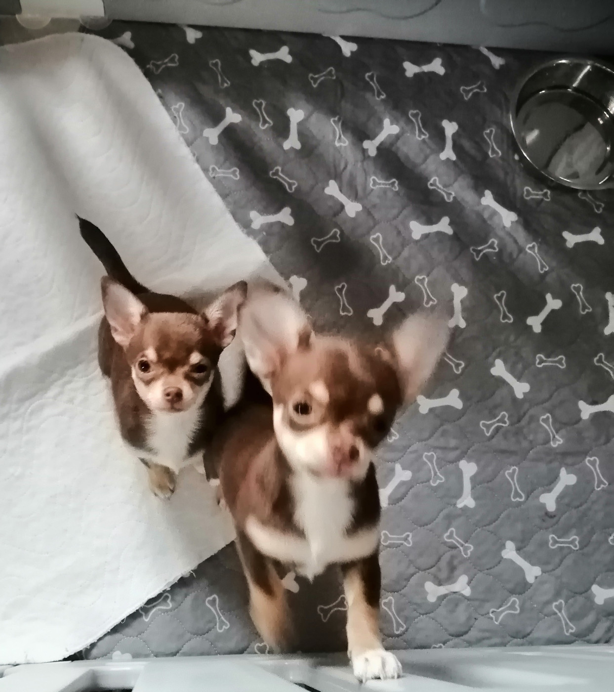 DISPONIBLE 1 mâle et 1 femelle