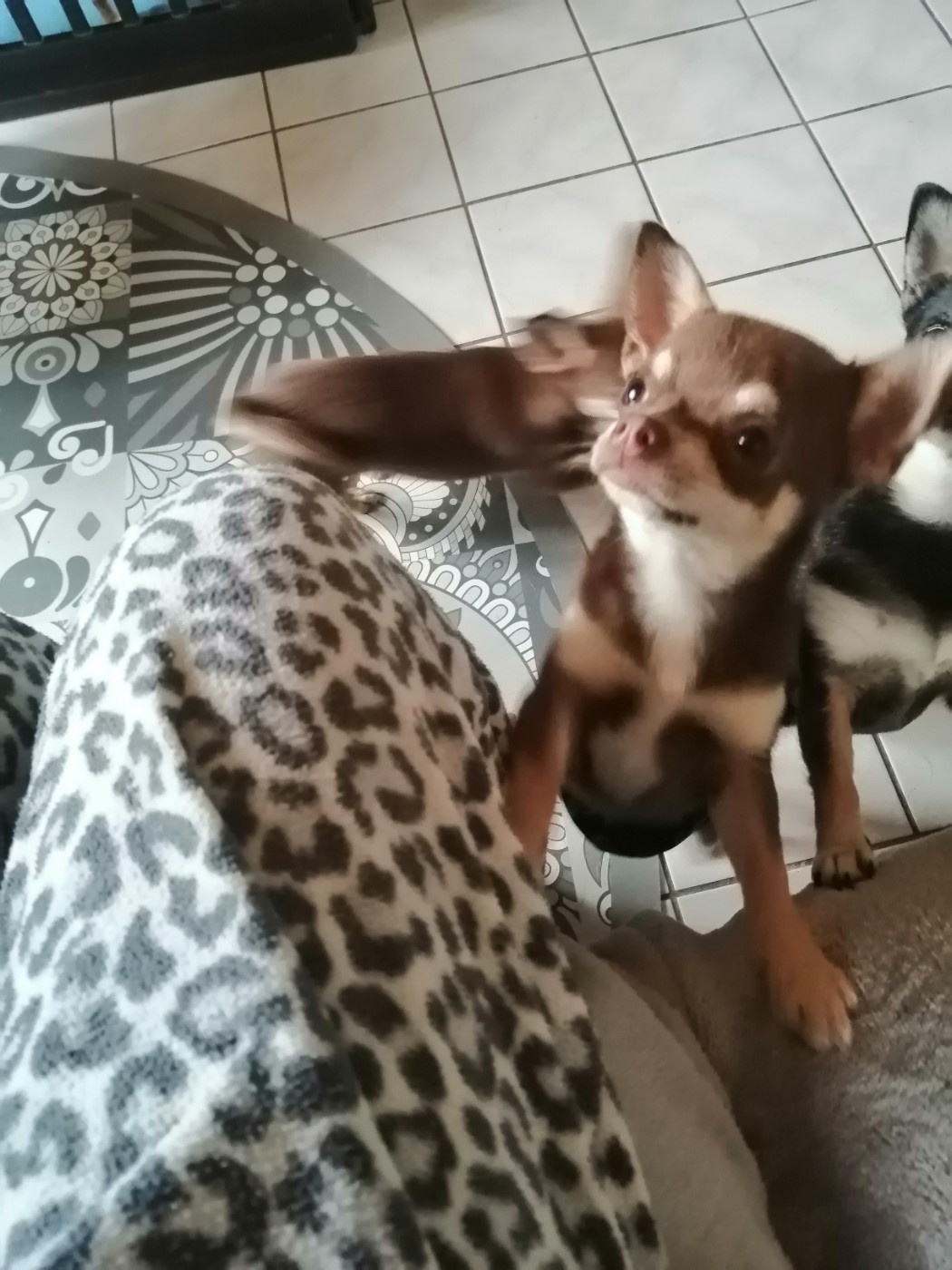 Disponible 1 mâle poil court