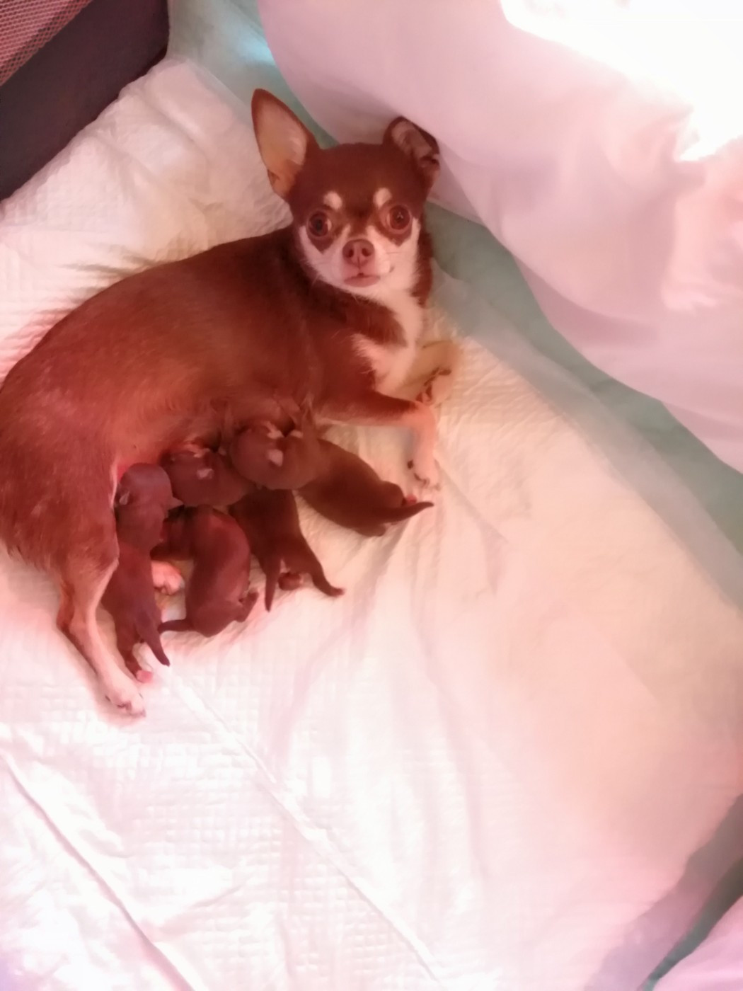 Chiot Chihuahua Du Moulin Des Petits Gringos