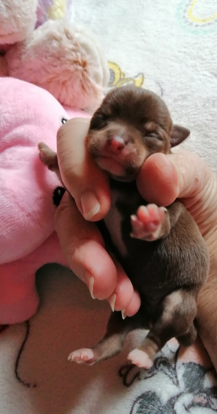 Du Moulin Des Petits Gringos - Chiots disponibles - Chihuahua