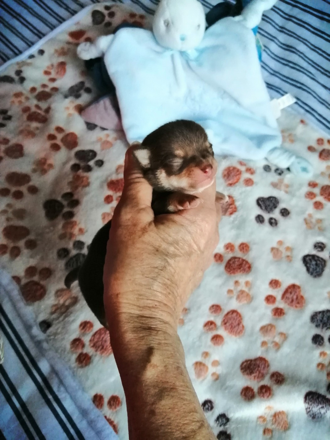 Du Moulin Des Petits Gringos - Chiots disponibles - Chihuahua