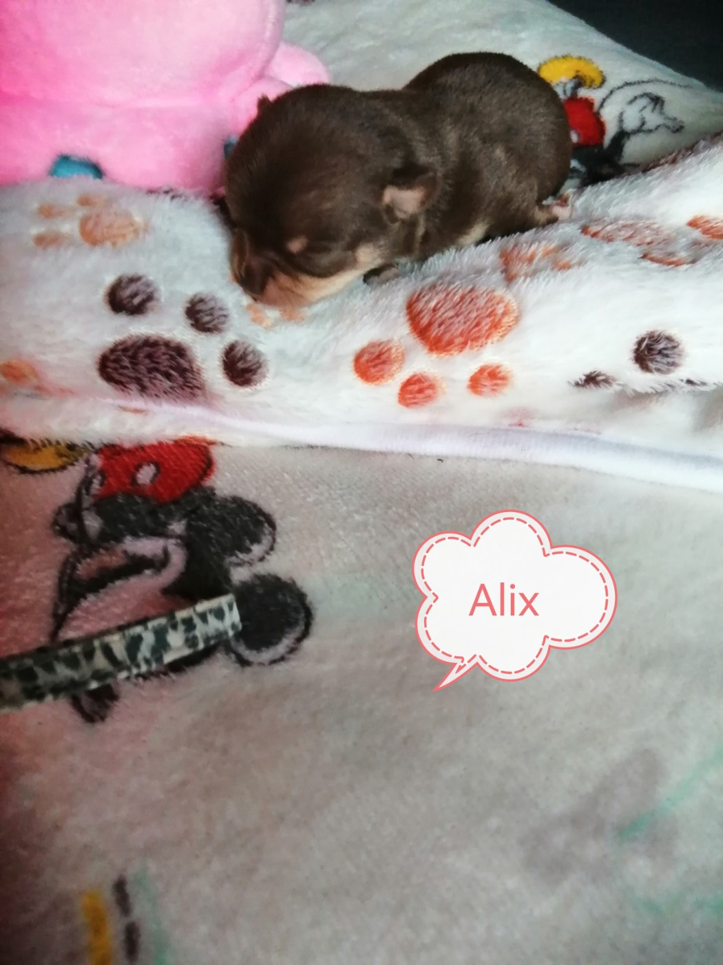 Du Moulin Des Petits Gringos - Chiots disponibles - Chihuahua