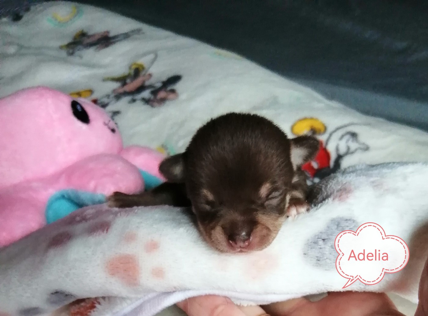 Du Moulin Des Petits Gringos - Chiots disponibles - Chihuahua