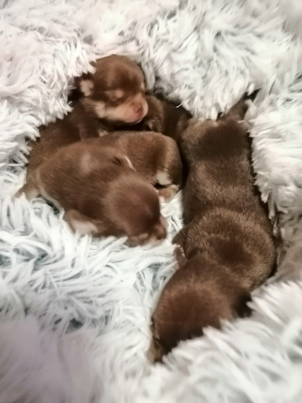 Chiot Chihuahua Du Moulin Des Petits Gringos