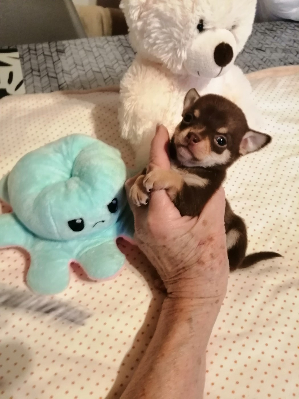 Du Moulin Des Petits Gringos - Chiots disponibles - Chihuahua