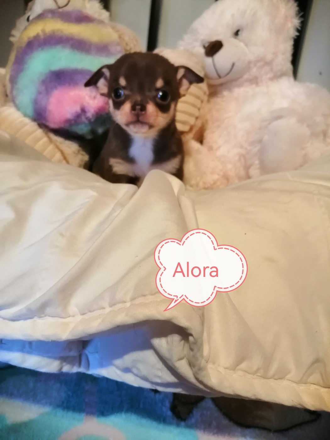 Du Moulin Des Petits Gringos - Chiots disponibles - Chihuahua