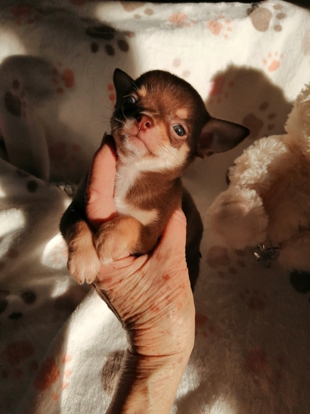 Du Moulin Des Petits Gringos - Chiots disponibles - Chihuahua