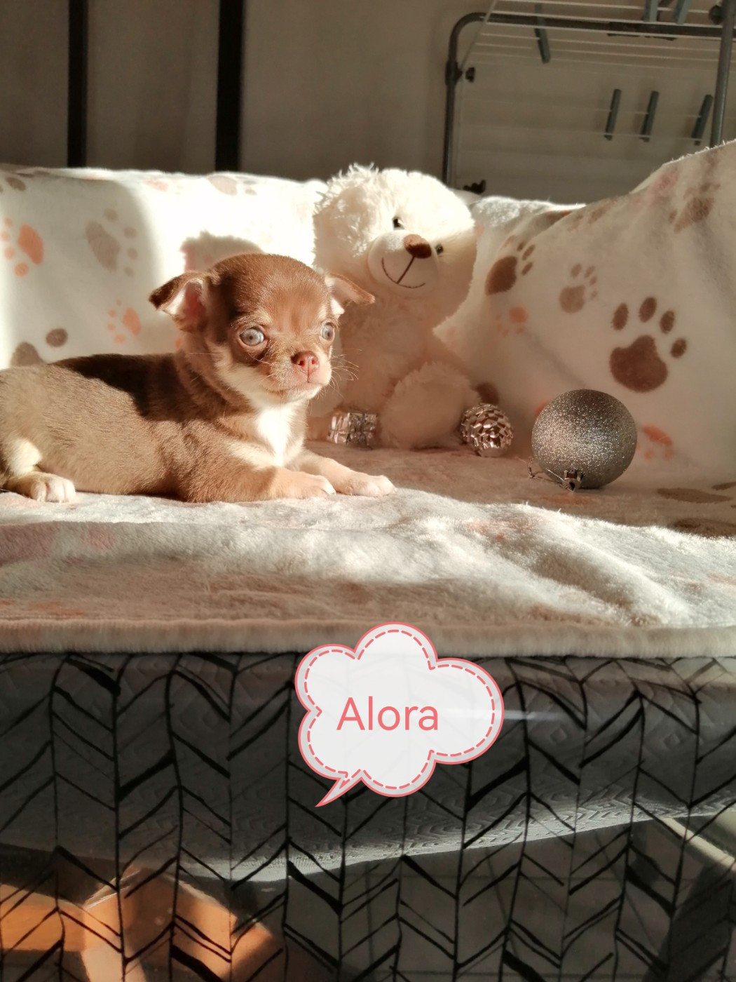 Du Moulin Des Petits Gringos - Chiots disponibles - Chihuahua