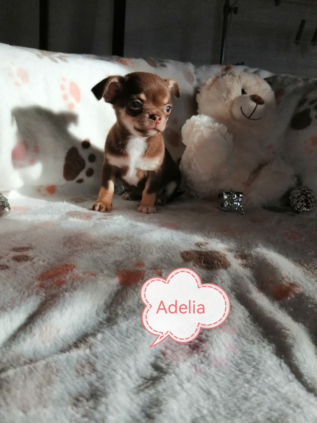 Du Moulin Des Petits Gringos - Chiots disponibles - Chihuahua