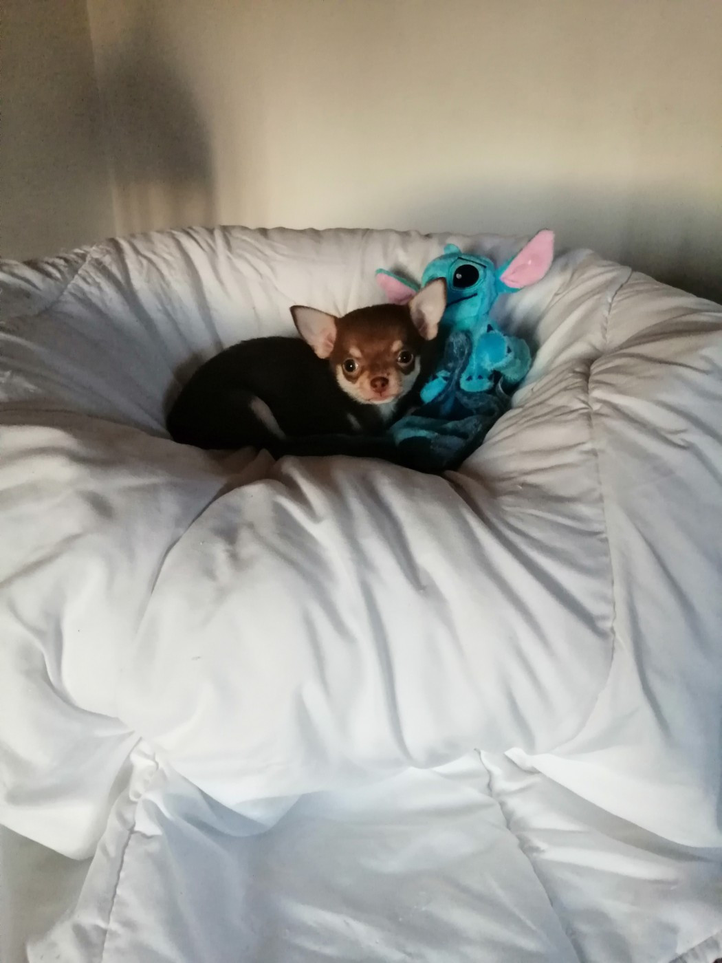 Du Moulin Des Petits Gringos - Chiots disponibles - Chihuahua