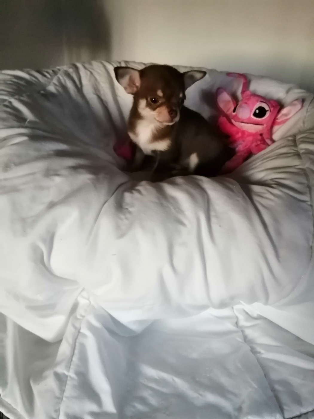 Du Moulin Des Petits Gringos - Chiots disponibles - Chihuahua