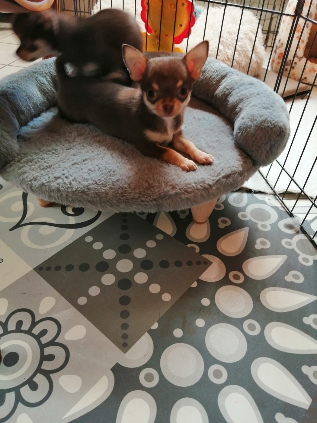 Du Moulin Des Petits Gringos - Chiots disponibles - Chihuahua