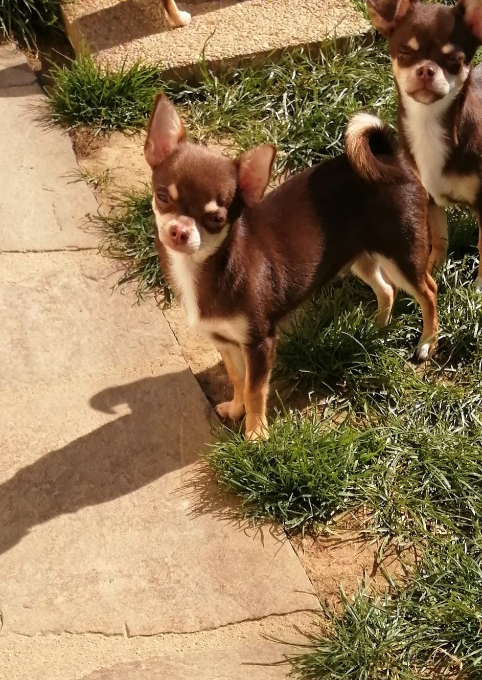 Chiot Chihuahua Du Moulin Des Petits Gringos