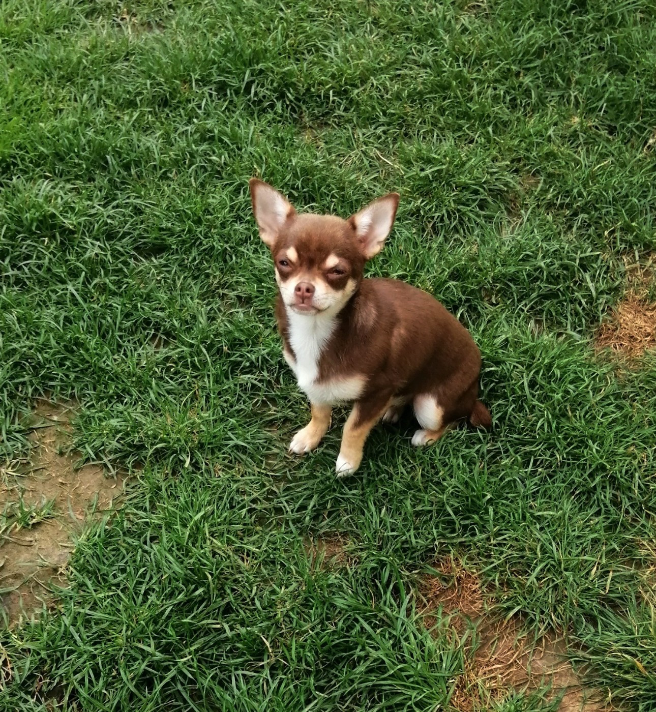 Chiot Chihuahua Du Moulin Des Petits Gringos