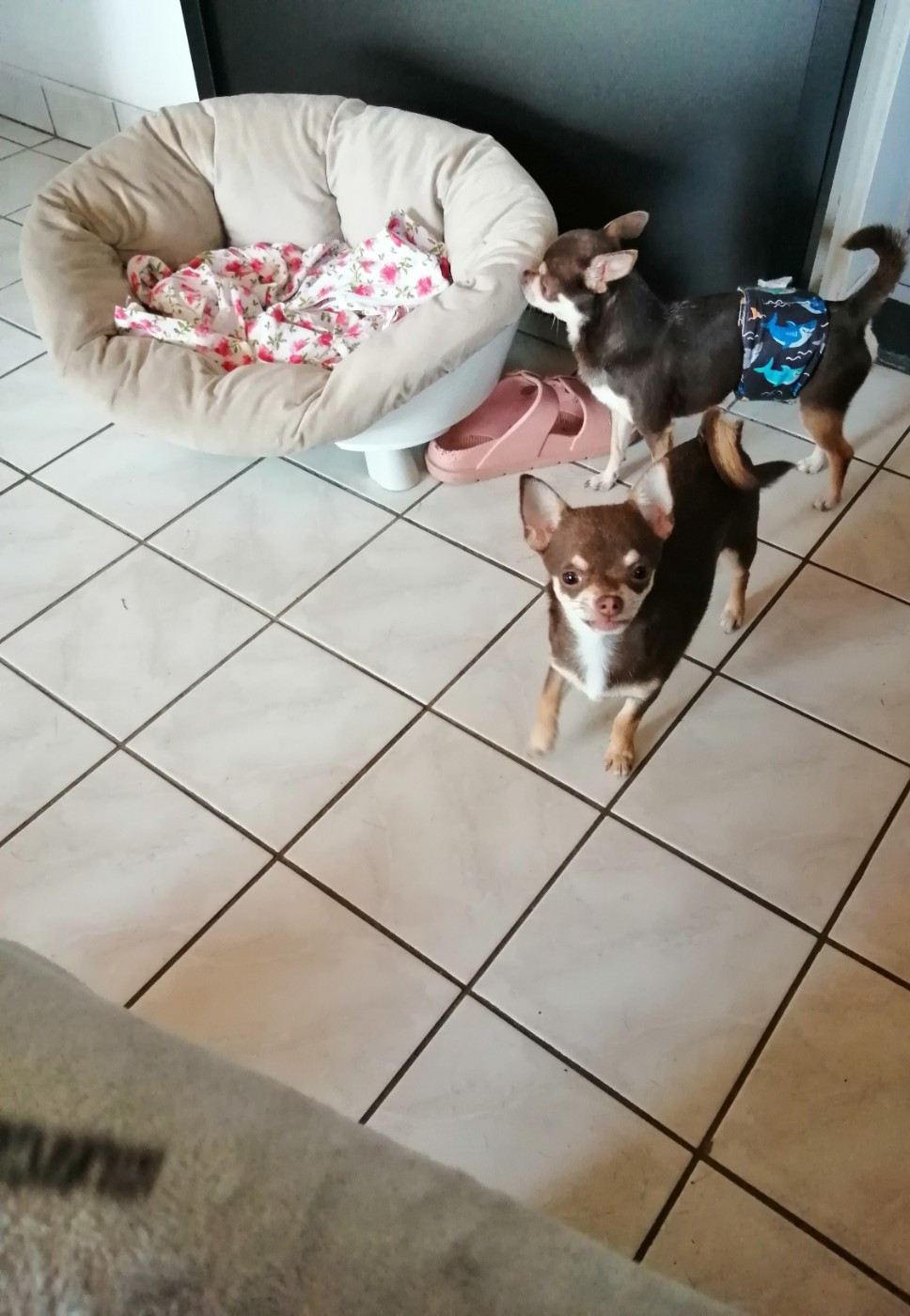 Du Moulin Des Petits Gringos - Chiots disponibles - Chihuahua