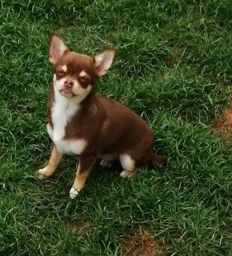 Du Moulin Des Petits Gringos - Chiots disponibles - Chihuahua