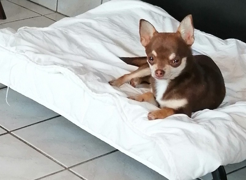 Du Moulin Des Petits Gringos - Chiots disponibles - Chihuahua