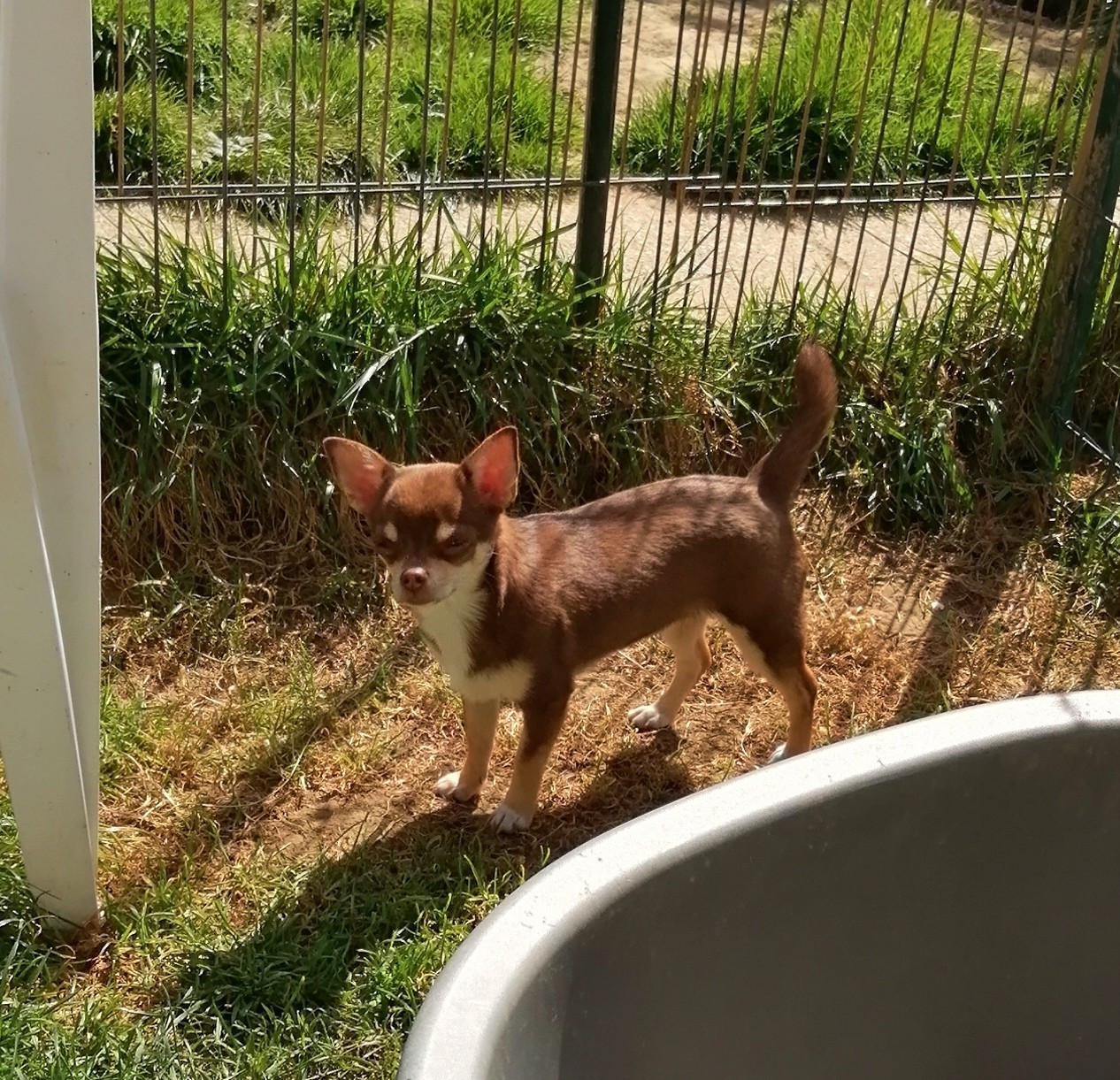 Du Moulin Des Petits Gringos - Chiots disponibles - Chihuahua