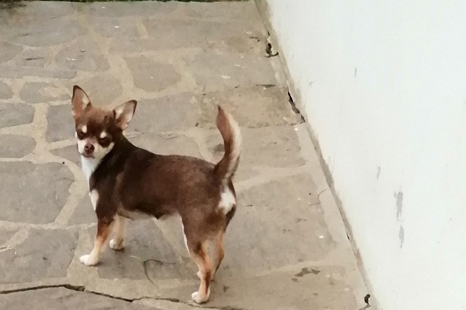 Du Moulin Des Petits Gringos - Chiots disponibles - Chihuahua