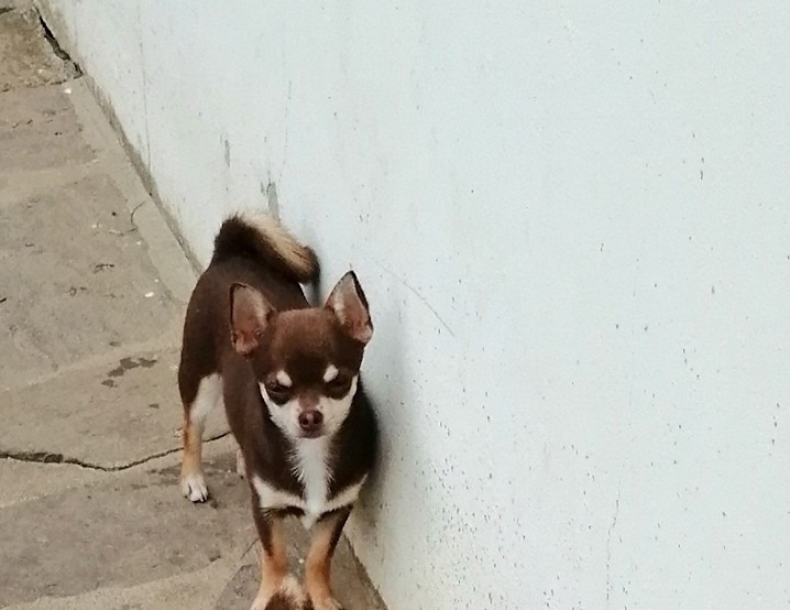 Du Moulin Des Petits Gringos - Chiots disponibles - Chihuahua