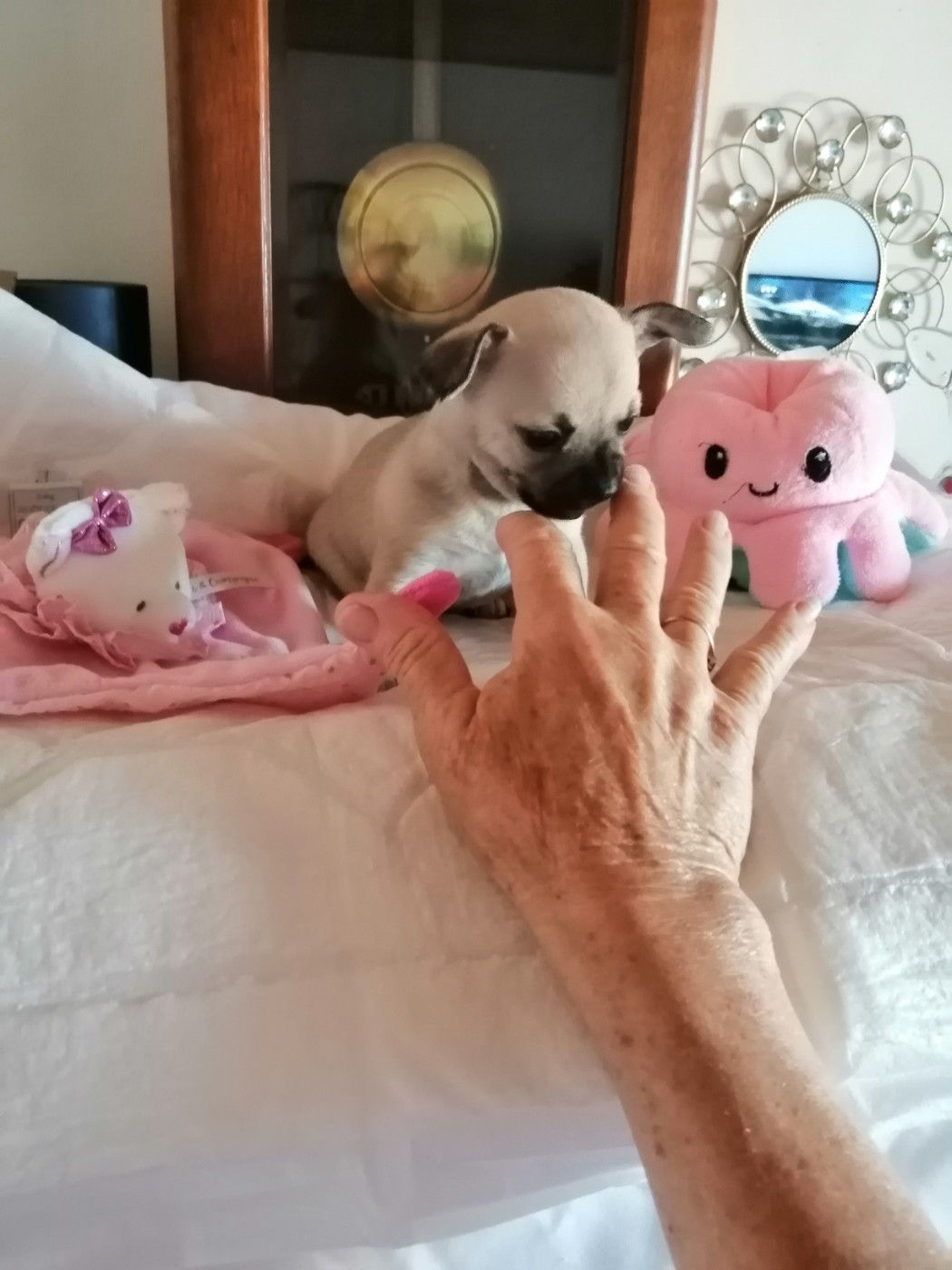Du Moulin Des Petits Gringos - Chiots disponibles - Chihuahua