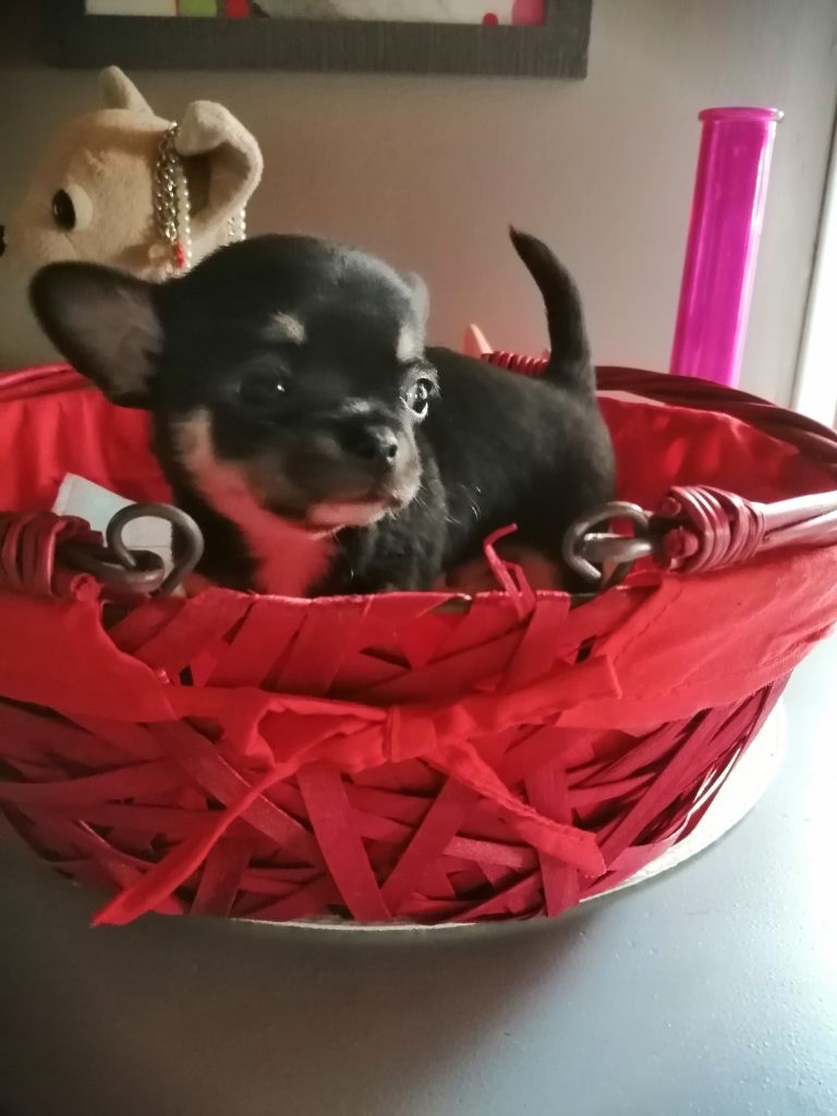 Chiot Chihuahua Du Moulin Des Petits Gringos